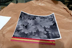 Tree Leaf  11X14" Black & white Picture Photo San Francisco USA