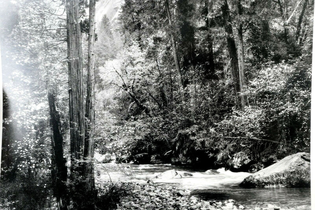 Tenaya creek dogwood rain 1948 photograph by ansel adams postcard aa 20