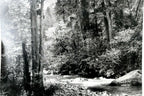 Tenaya creek dogwood rain 1948 photograph by ansel adams postcard aa 20