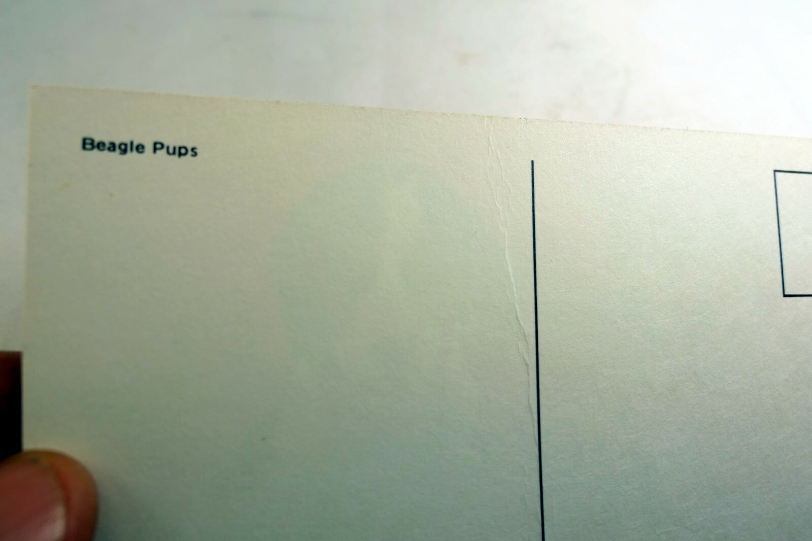 Beagle Pups Dog Mike Roberts Berkeley Postcards California vintage 1970's