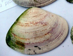 Clam shell 2.5x2" seashell ocean small medium sea beach aquarium decor