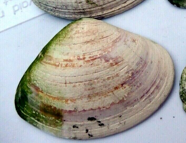 Clam shell 2.5x2" seashell ocean small medium sea beach aquarium decor