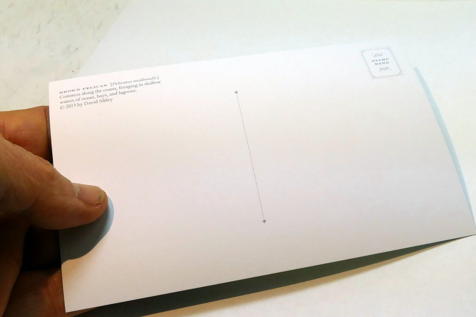 Brown Pelican Postcard Bird by David Sibley - unposted , new