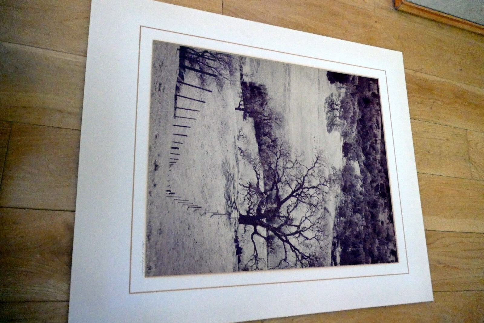 18X22" photo Landscape Nature golden hills with cows Palo Alto California signed
