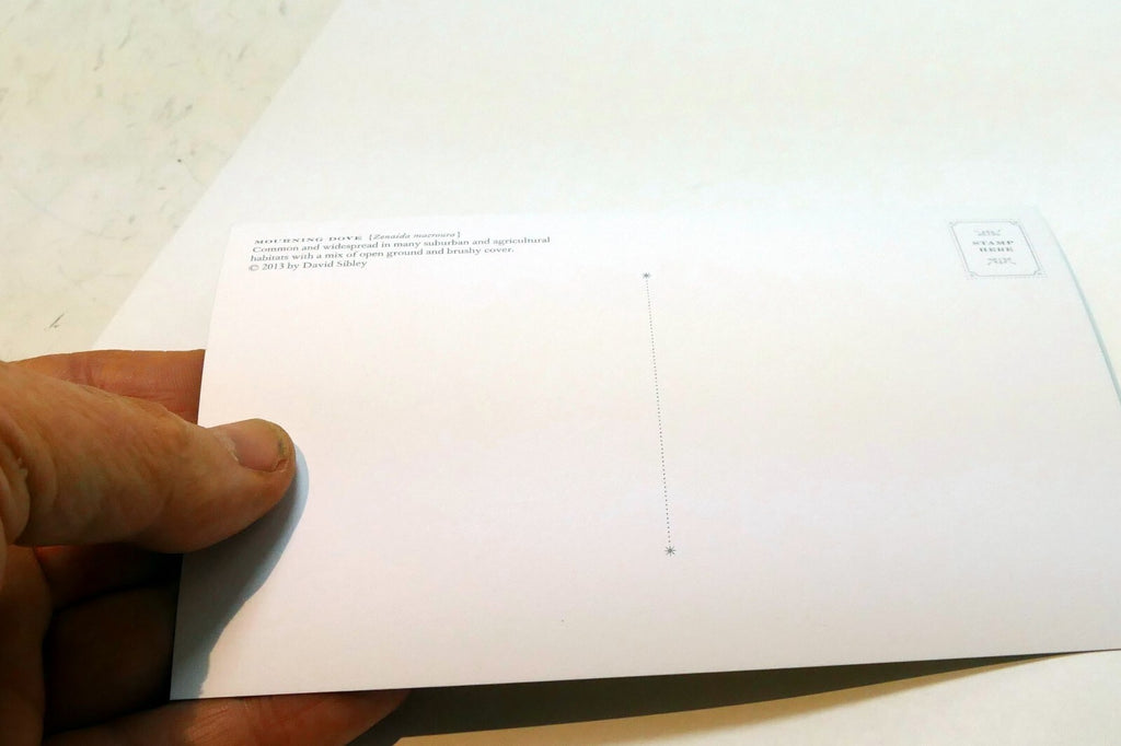 Mourning Dove Postcard Bird by David Sibley - unposted , new