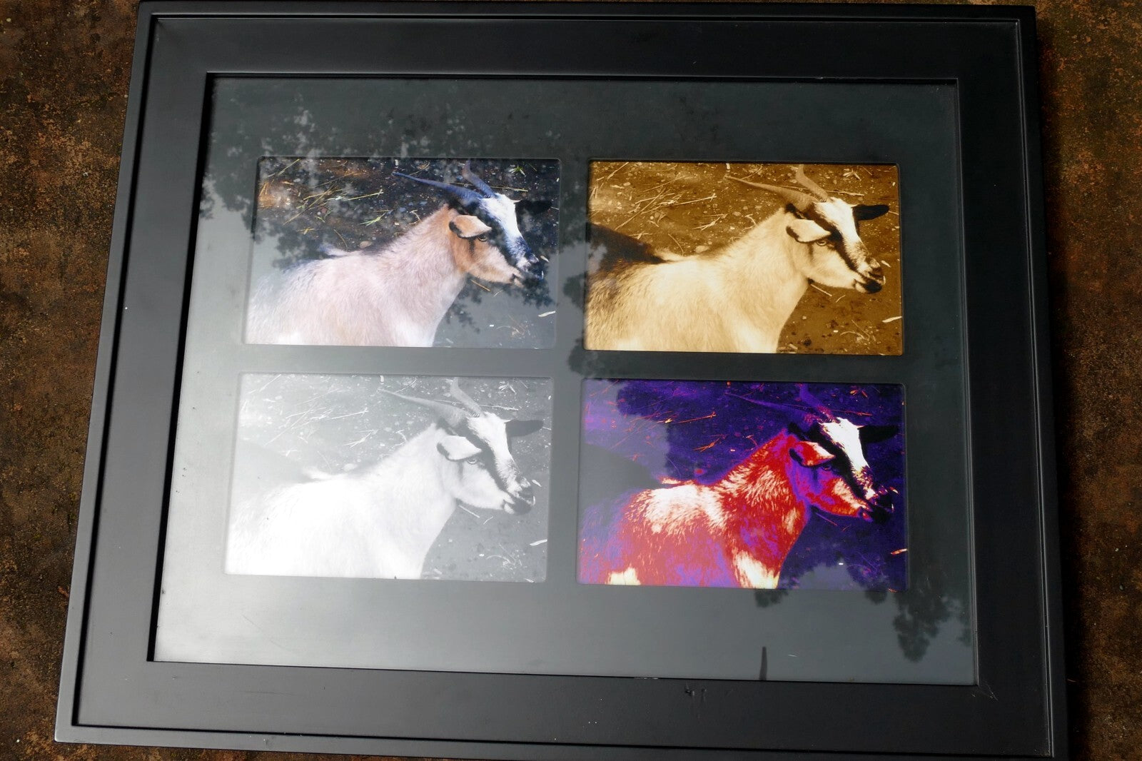 Goat photo art framed with glass 13x16" large collage animal farm pet