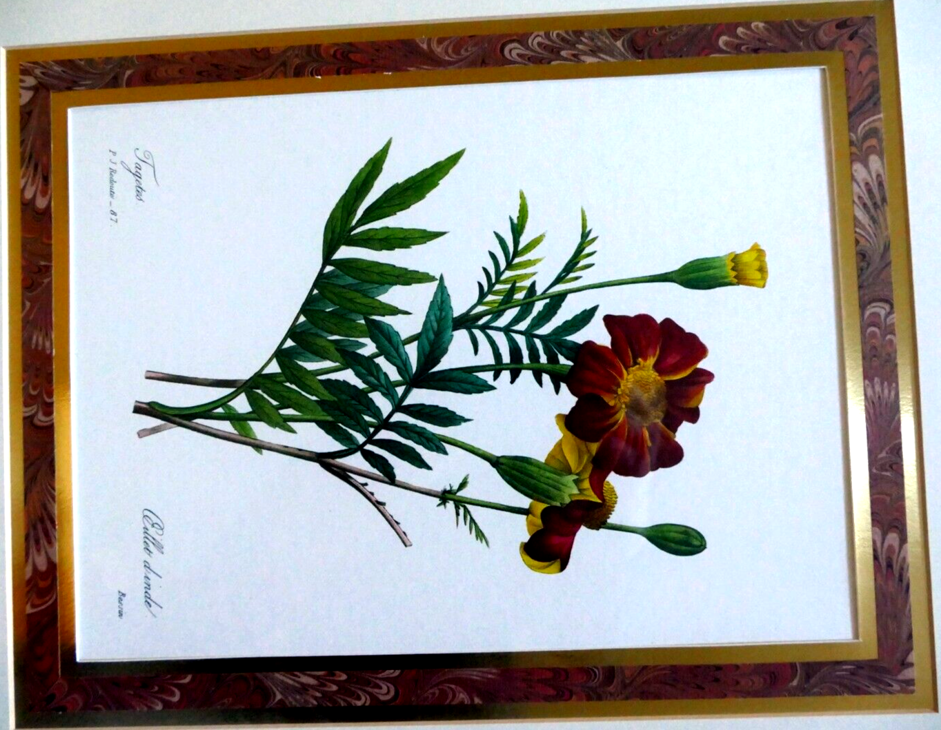Pierre Joseph Redouté Botanical Double Matted Framed Art oeillet d'inde bessin