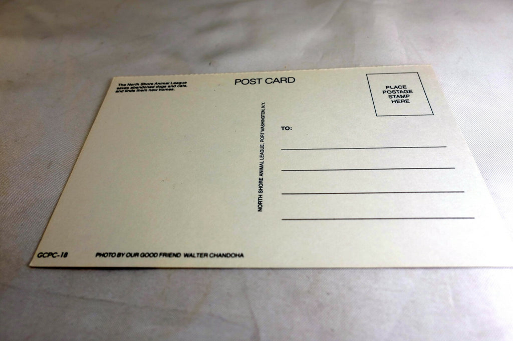 Just a Note Postcard Animal Shelter North Shore League Adopt a Pet Kitten 1980's