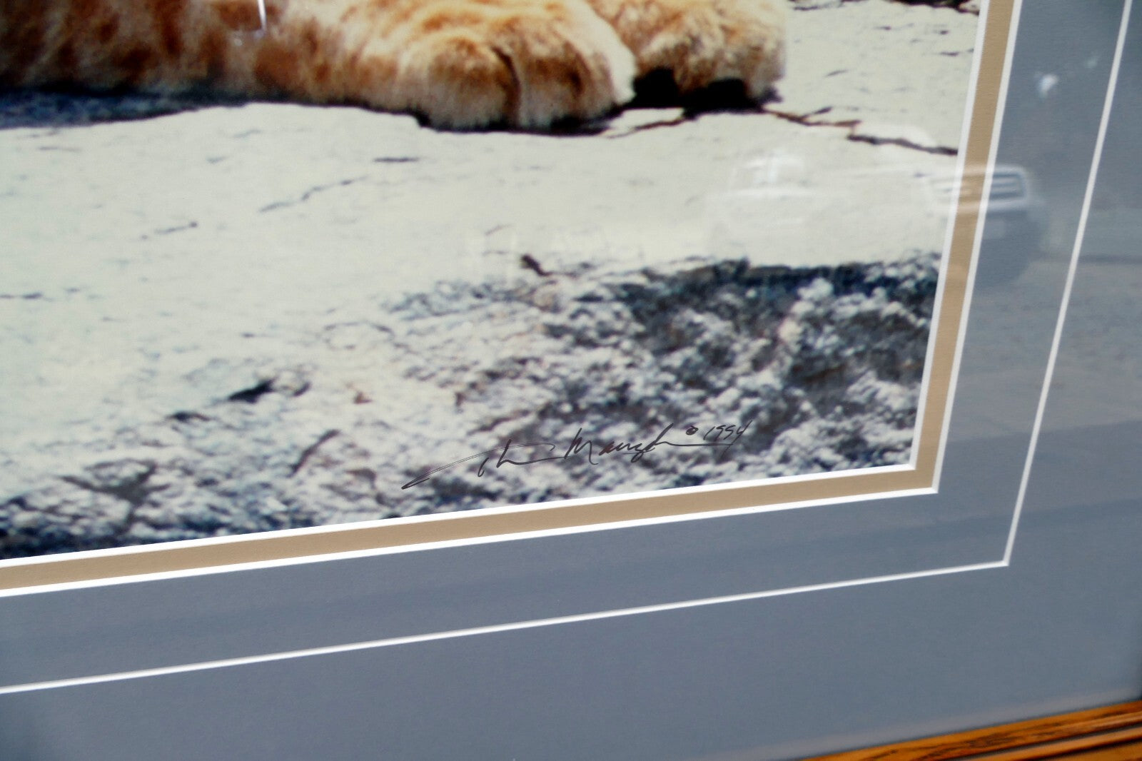 Thomas D. Mangelsen LE 42/1200 print  30X17" "Cub Scouts" resting - signed