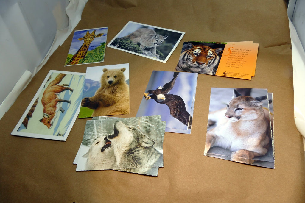 Animal Cats Wolves Fox Postcard Postcard unposted set of 10 lot wildlife USA