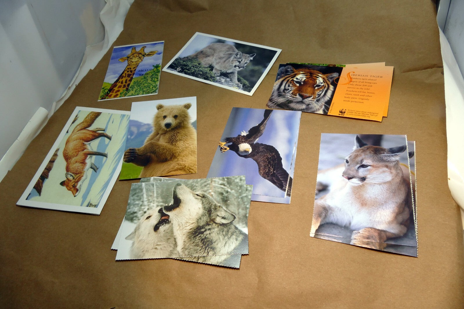 Animal Cats Wolves Fox Postcard Postcard unposted set of 10 lot wildlife USA