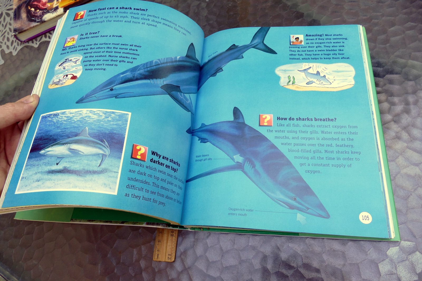 Questions and Answers Wild Wild World (Hardcover) Book Dangerous Exciting Animal