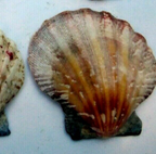 Clam seashell cockle oyster mussel sea shell beach aquarium decor 2x2" small