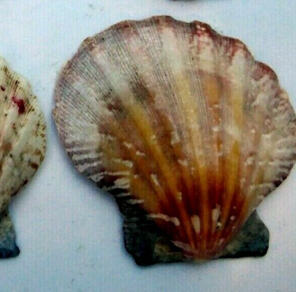 Clam seashell cockle oyster mussel sea shell beach aquarium decor 2x2" small