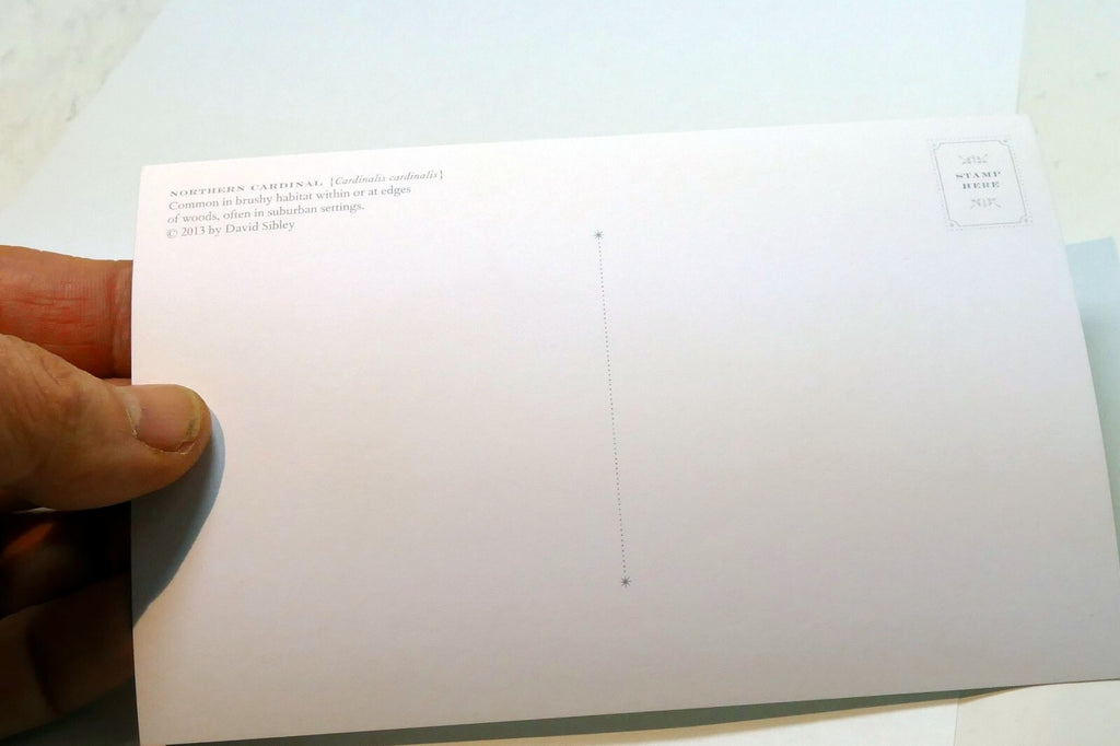 Northern Cardinal Postcard Bird by David Sibley - unposted , new