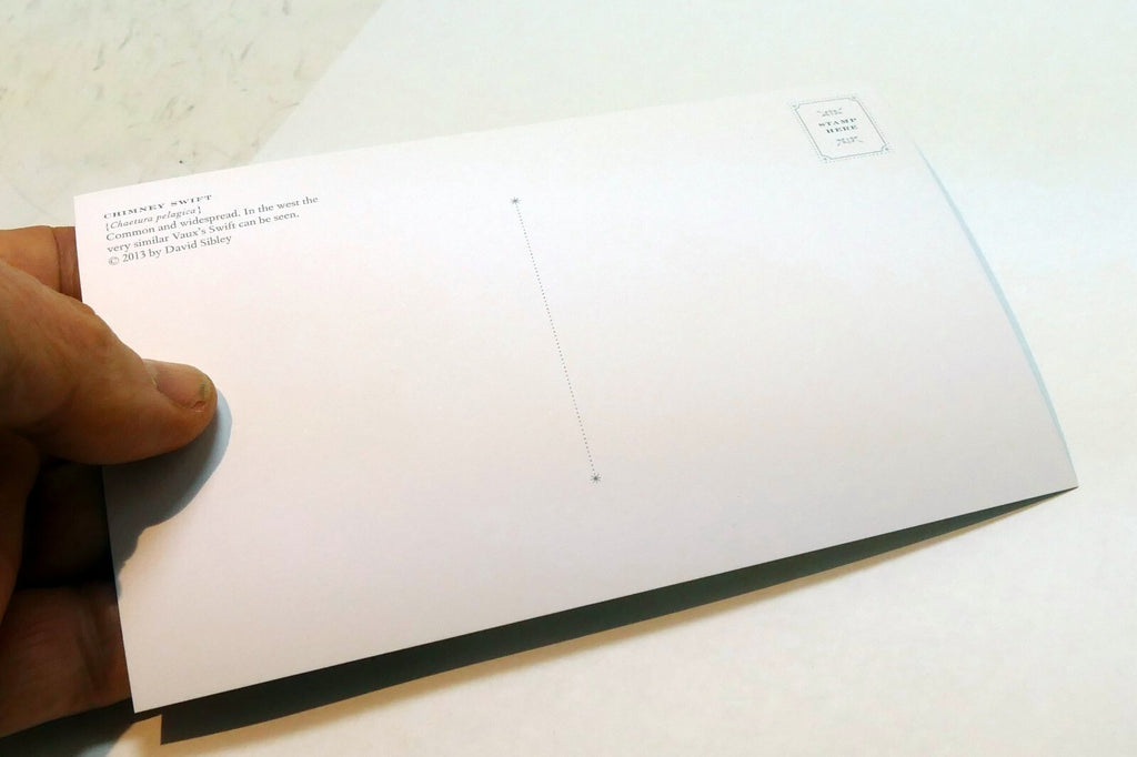 Chimney Swift Postcard Bird by David Sibley - unposted , new