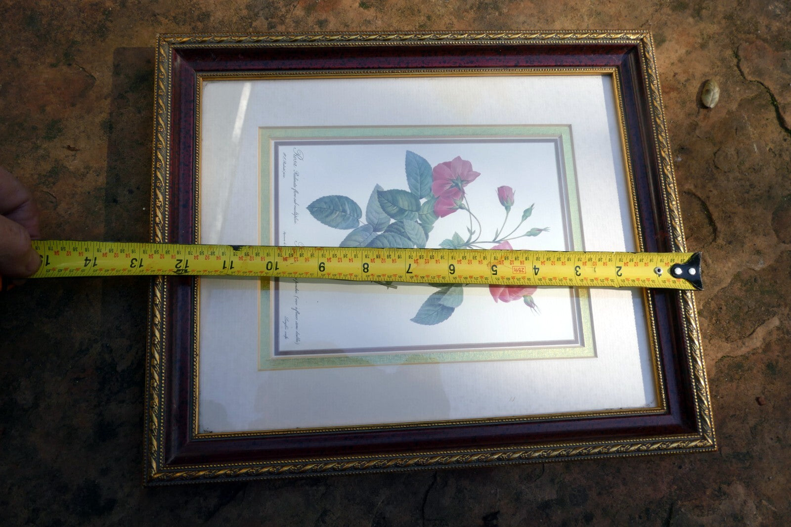 P.J. Redoute Roses "Rosa Reclinata Flore Submultiplici" Print Framed w/ glass