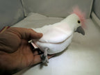 TY Beanie Baby Kuku Rare/Retired 1998 plush toy collection bird white parrot