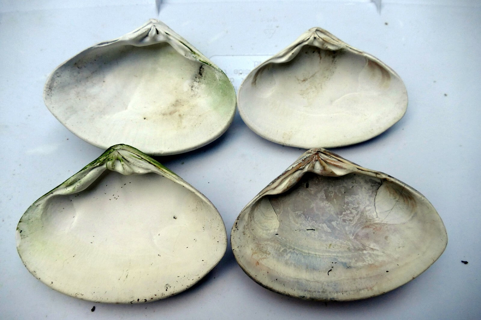 One Clam Shell 4.8"x4" Seashell from Ocean large sea beach aquarium decor