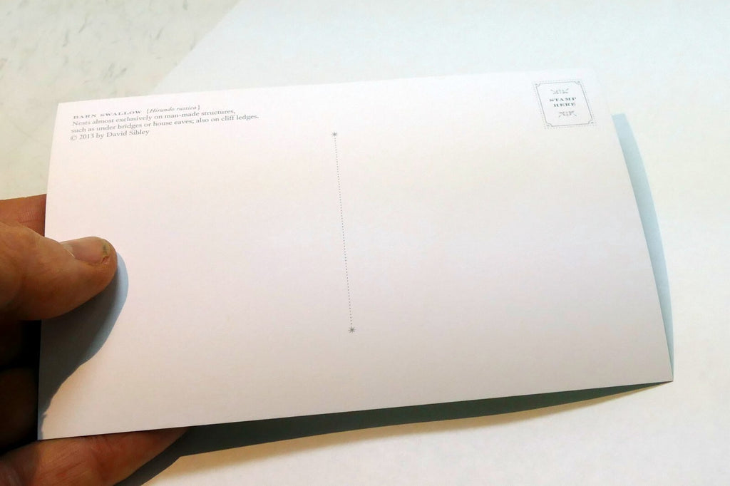 Barn Swallow  Postcard Bird by David Sibley - unposted , new