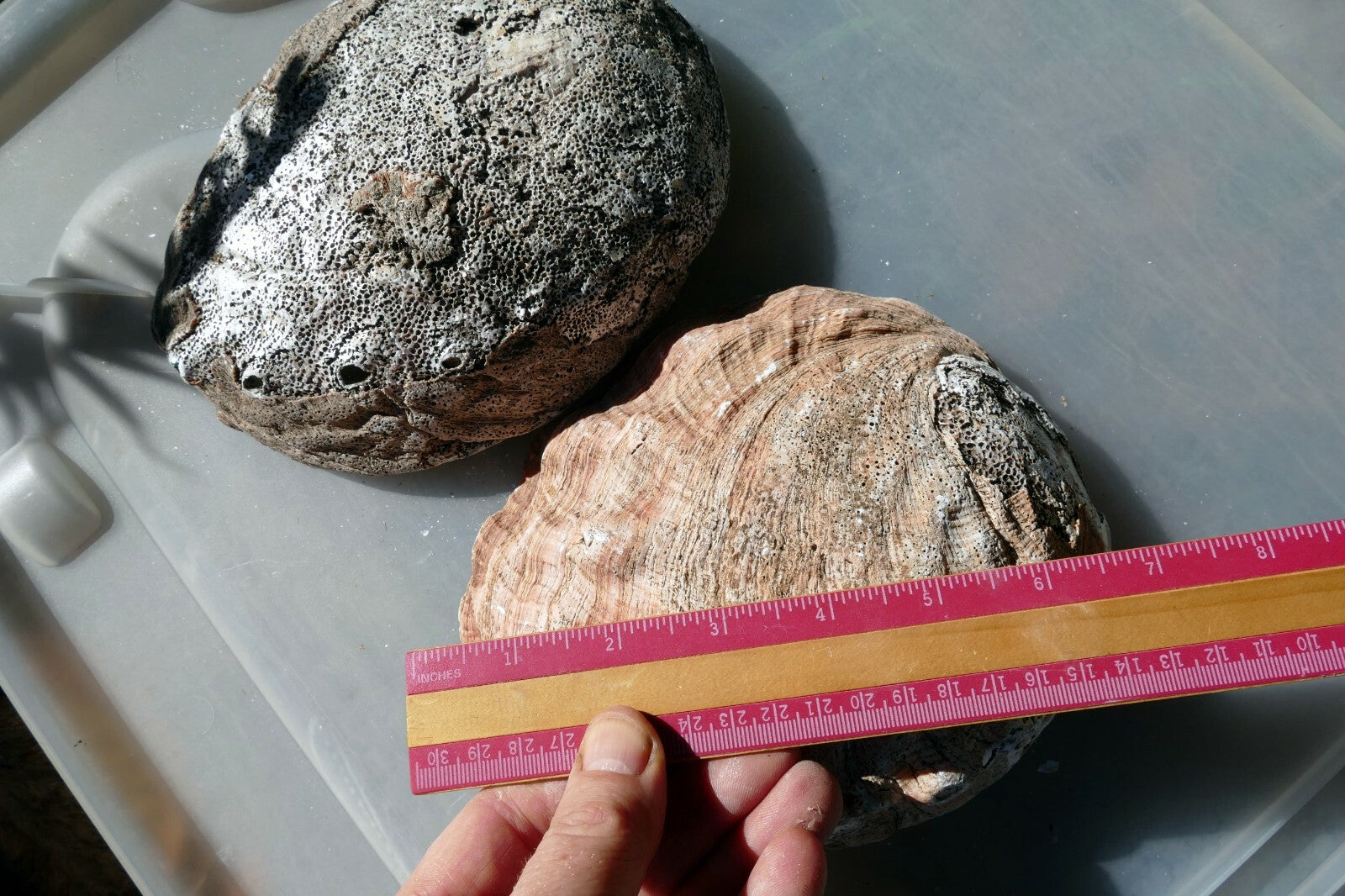 2 Raw California Abalone Specimen Sea Shell 7" Extra Large pack of two Imperfect