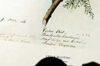 1966 Audubon Print CEDAR WAXWING, print plate # 43 15X20" medium