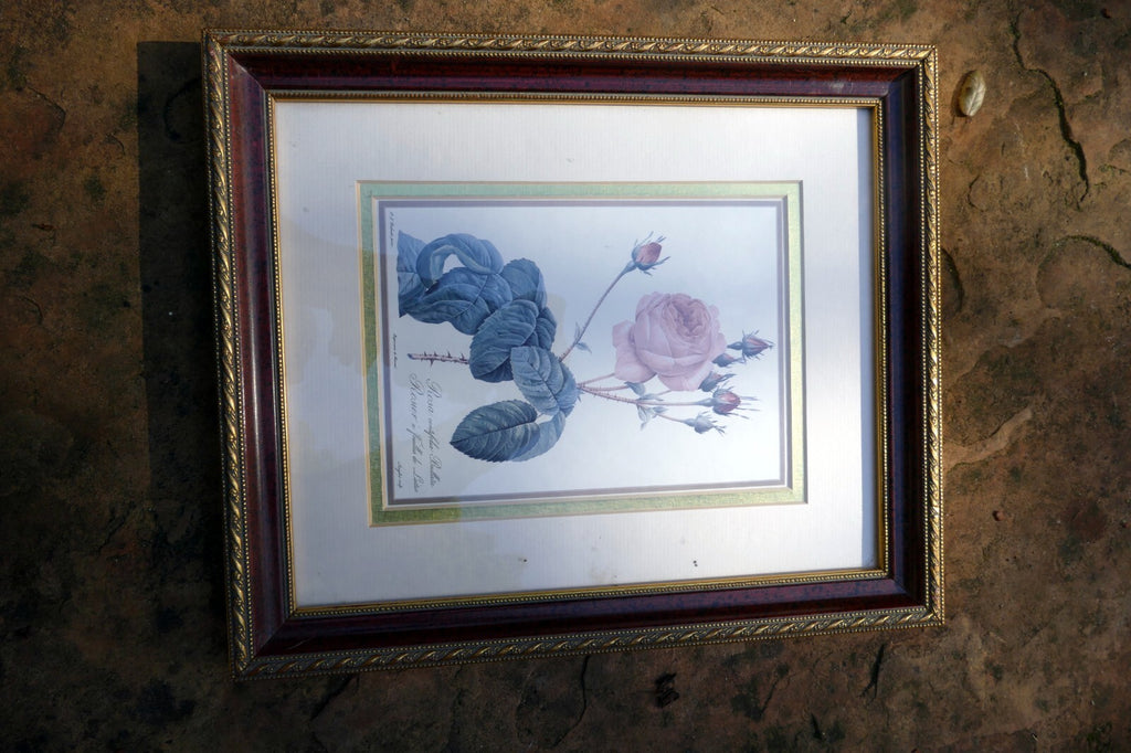 P J Redoute Flower ROSA CENTIFOLIA BULLATA Botanical Art Print Framed w/ Glass