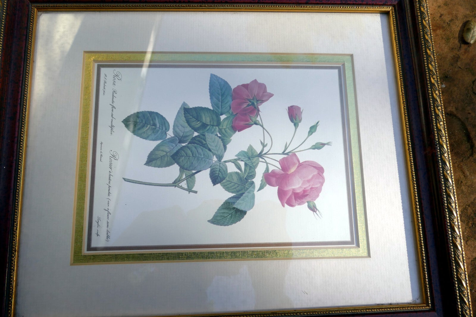P.J. Redoute Roses "Rosa Reclinata Flore Submultiplici" Print Framed w/ glass