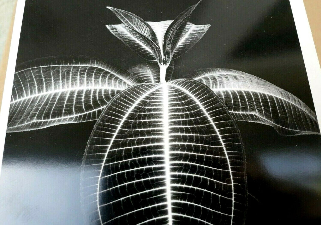 Miconia magnifica mill valley 1977 photograph by don worth d 006 greeting card