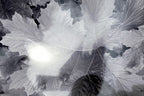 Tree leaf 11x14" black & white picture photo san francisco usa
