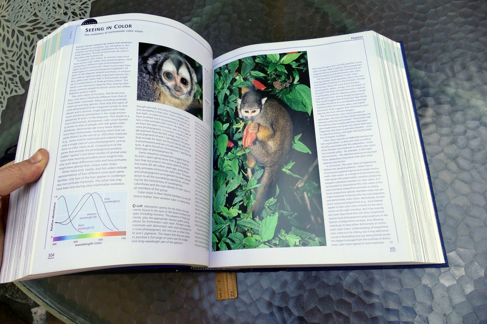 The New Encyclopedia of Mammals by David Macdonald Sasha Norris 2006 hardcover