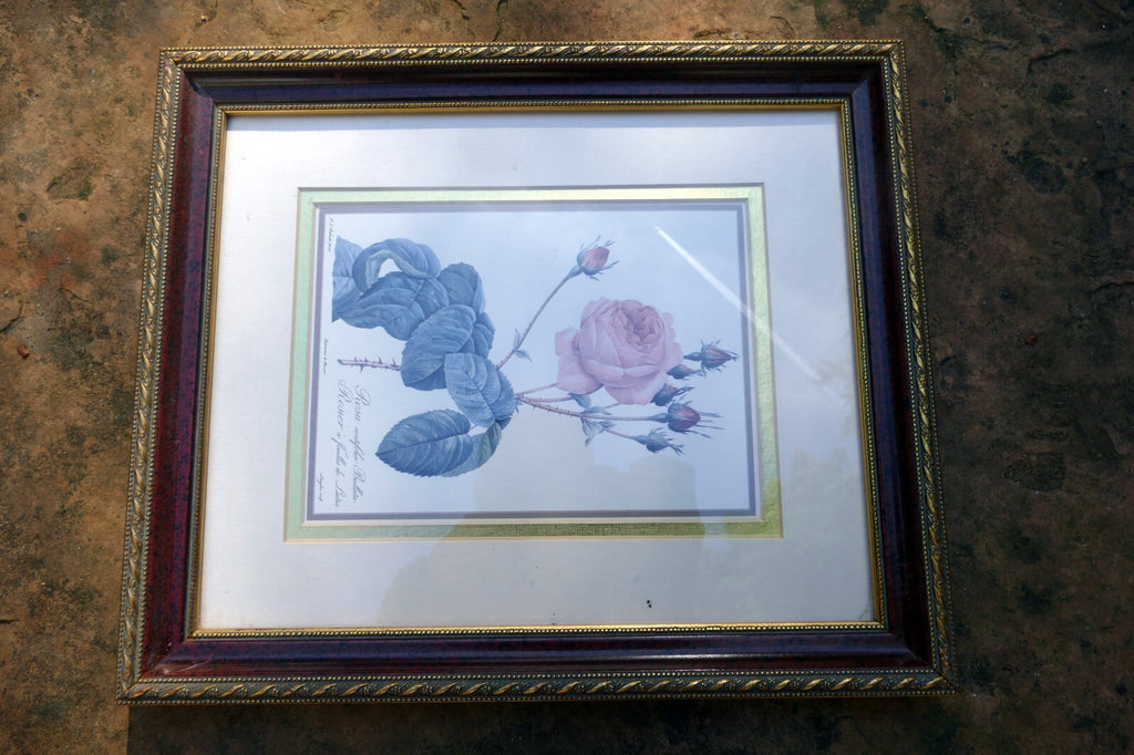 P J Redoute Flower ROSA CENTIFOLIA BULLATA Botanical Art Print Framed w/ Glass