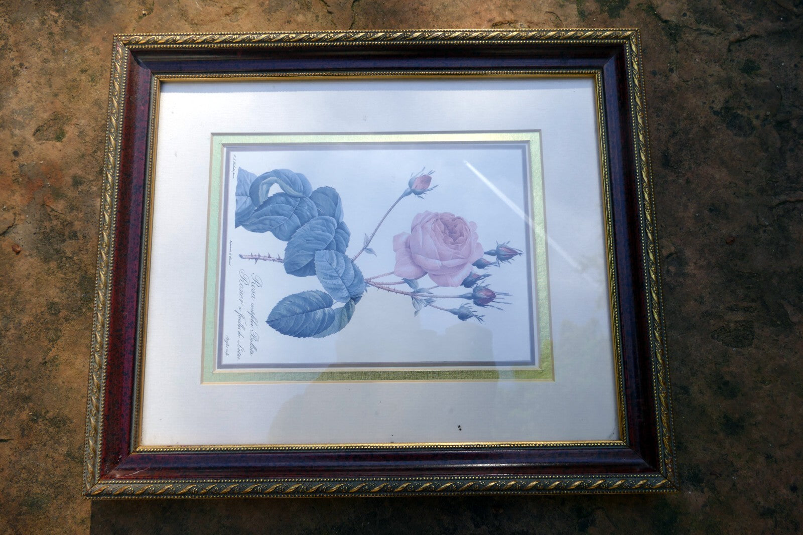 P J Redoute Flower ROSA CENTIFOLIA BULLATA Botanical Art Print Framed w/ Glass