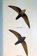Chimney swift postcard bird by david sibley   unposted , new