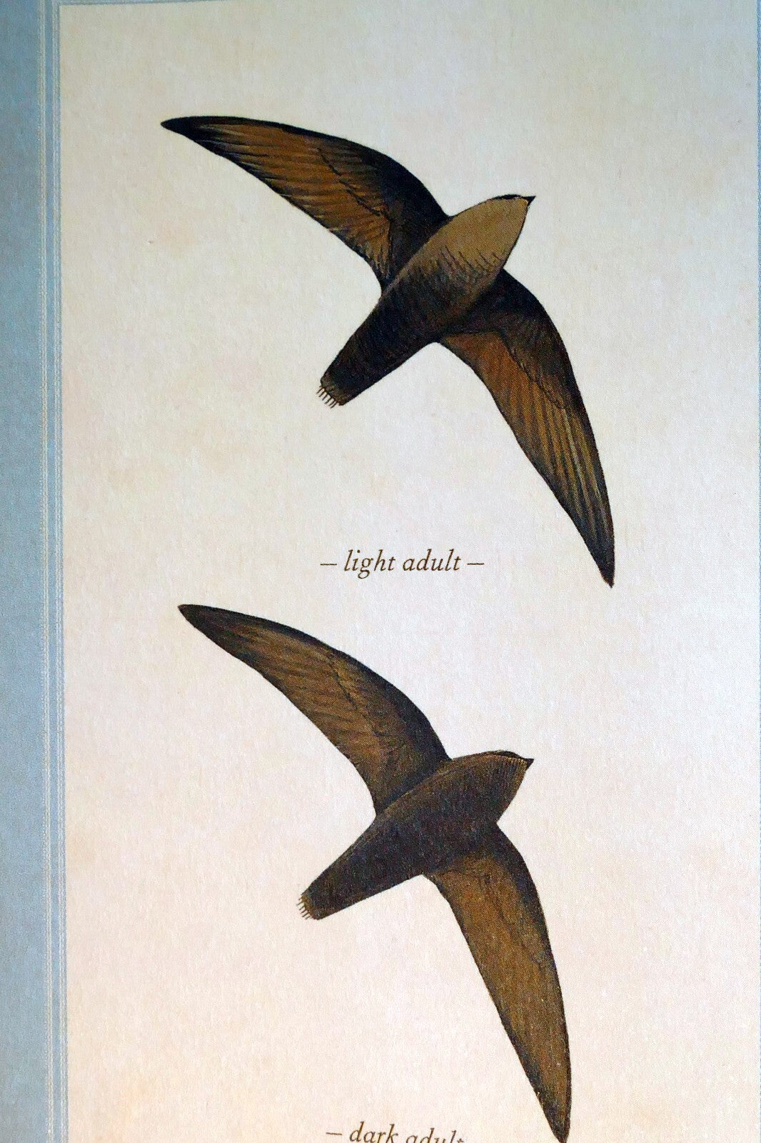 Chimney swift postcard bird by david sibley   unposted , new