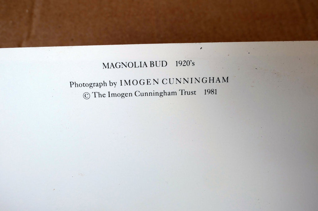 Magnolia Bud 1920 Photograph by Imogen Cunningham POSTCARD IC-1 Floral design