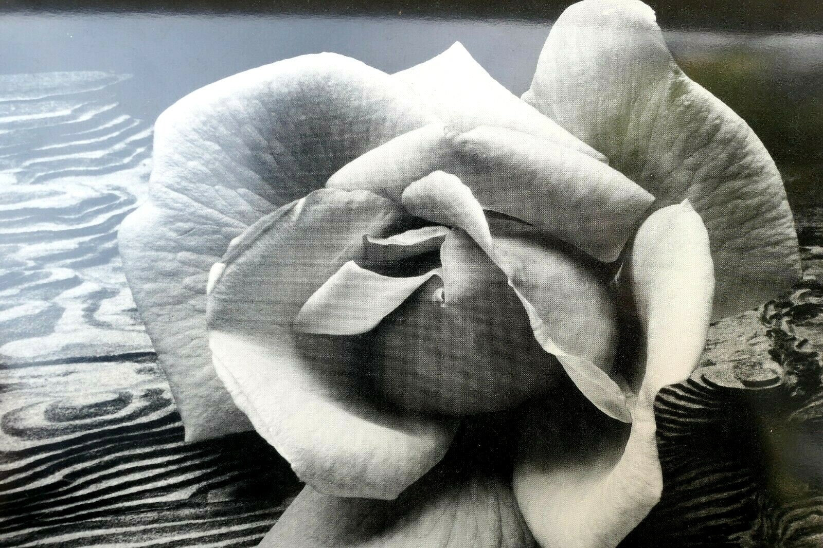 Rose and driftwood 1932 california photograph ansel adams a 019 85 greeting card