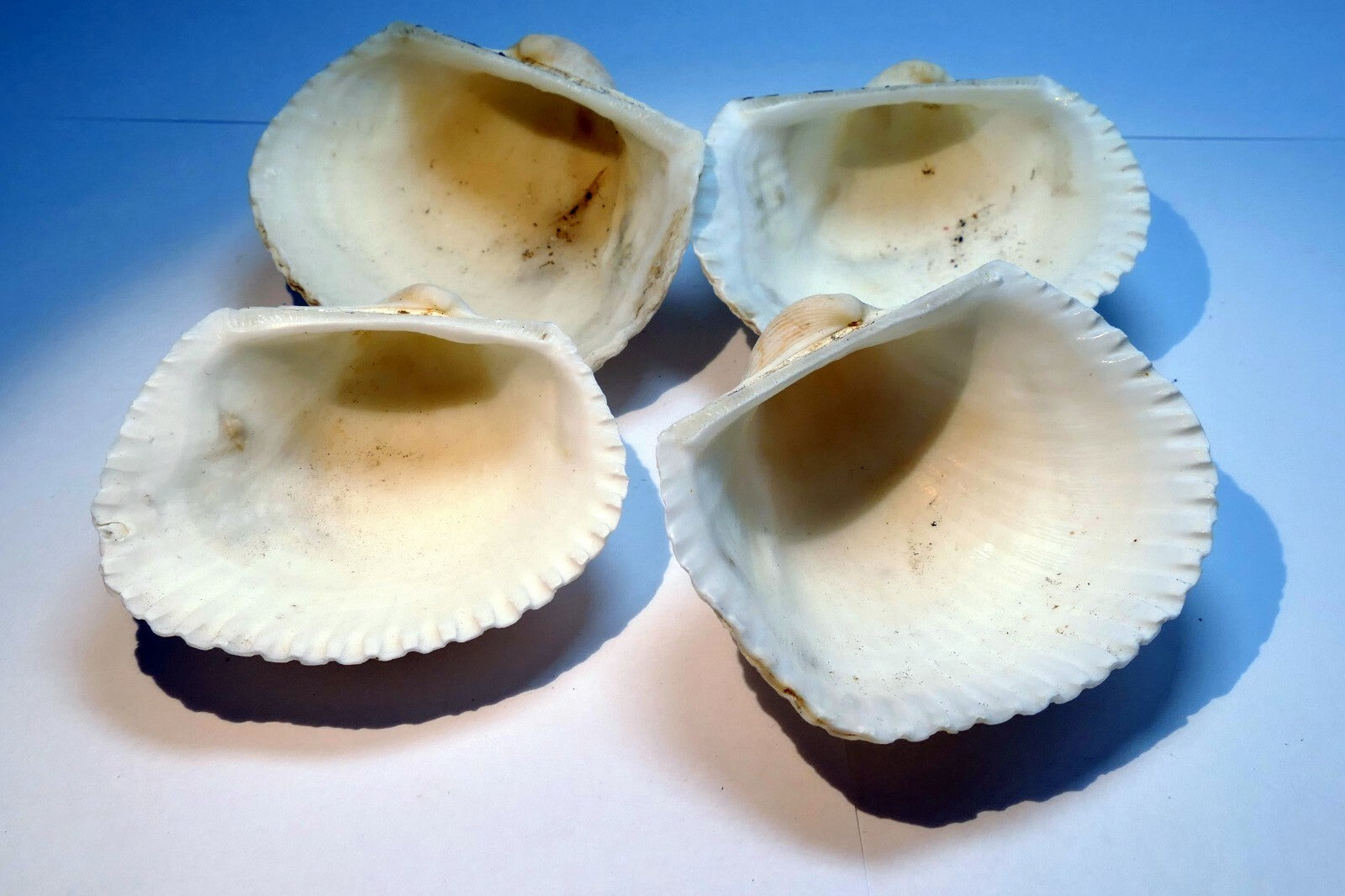 White Ark Shell Seashell beach decor clam large 2.5X2.5" clam cockle sea