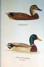 Mallard duck postcard bird by david sibley   unposted , new