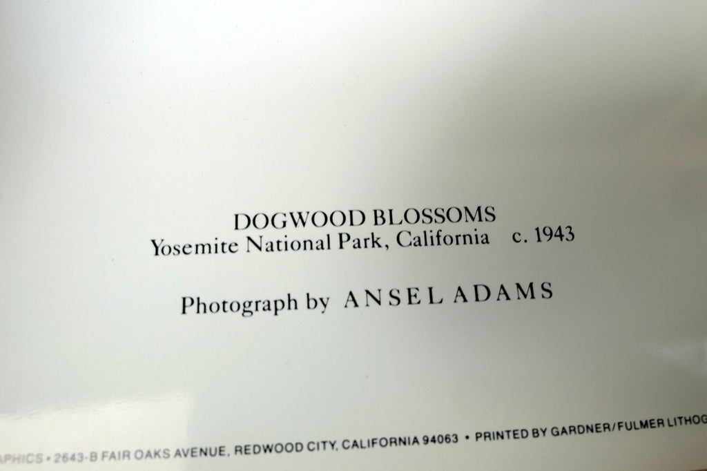 1943 Dogwood Blossoms Yosemite Nat Park Photograph Ansel Adams A016 greeting car