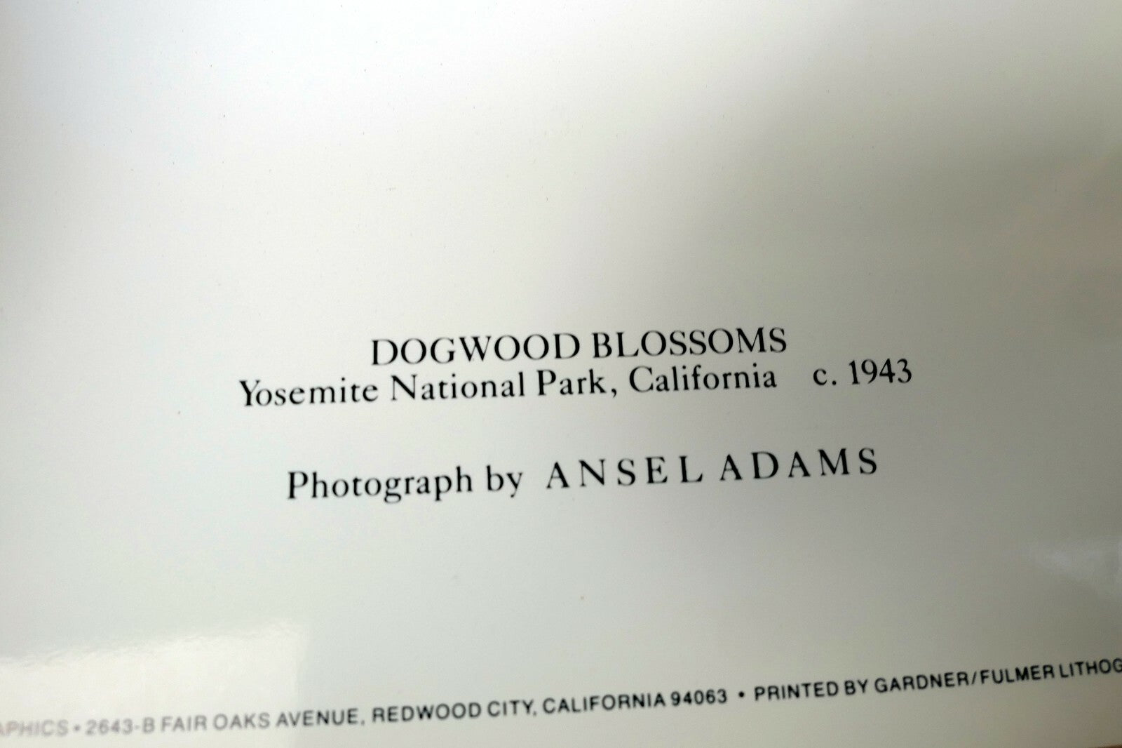 1943 Dogwood Blossoms Yosemite Nat Park Photograph Ansel Adams A016 greeting car