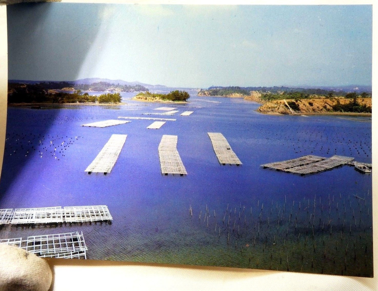 Japan pearl oyster beds at ago bay kashikojima postcard 6x4" vintage 1950's
