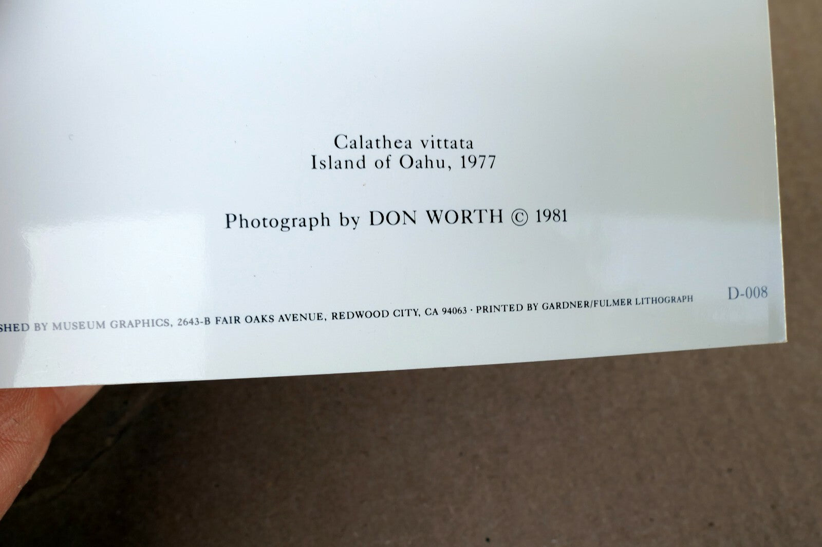 Calathea Vittata Oahu 1977 Photograph by Don Worth Greeting Card D-008 floral