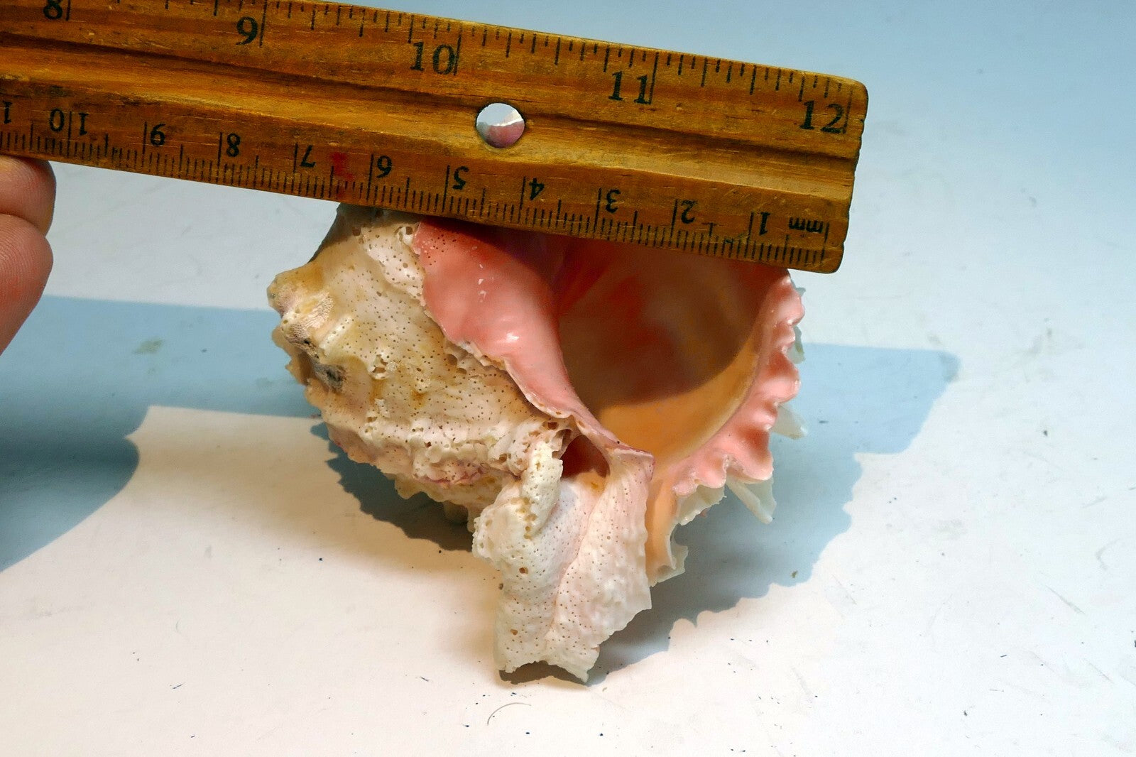 Pink mouth Murex Phyllonotus erythrostomu Hermit Crab Sea Shell 4"