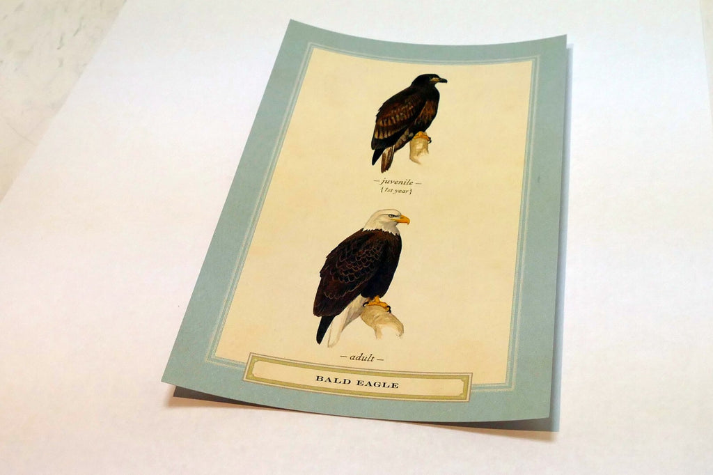 Bald Eagle Postcard Bird by David Sibley - unposted , new