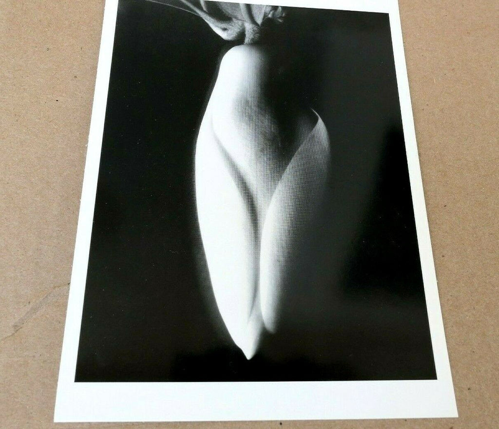 Magnolia bud 1920 photograph by imogen cunningham postcard ic 1 floral design