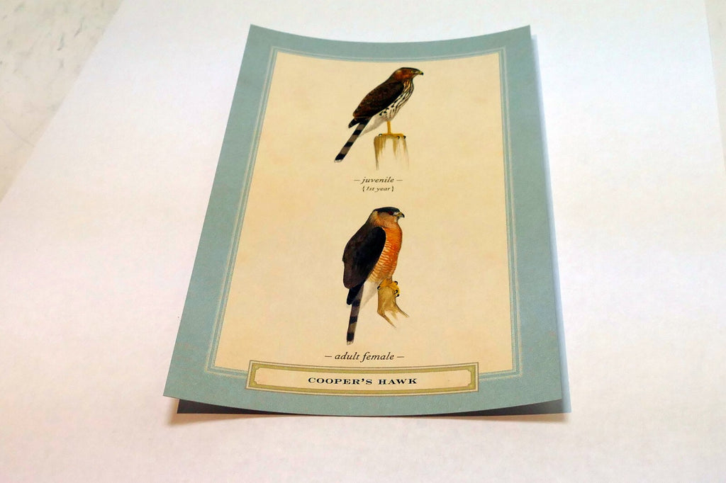 Cooper's Hawk USA  Postcard Bird by David Sibley - unposted , new