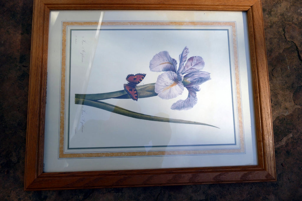 Iris and Butterfly Framed Art Print P. J. Redoute Flowers Botanical framed 8X11"