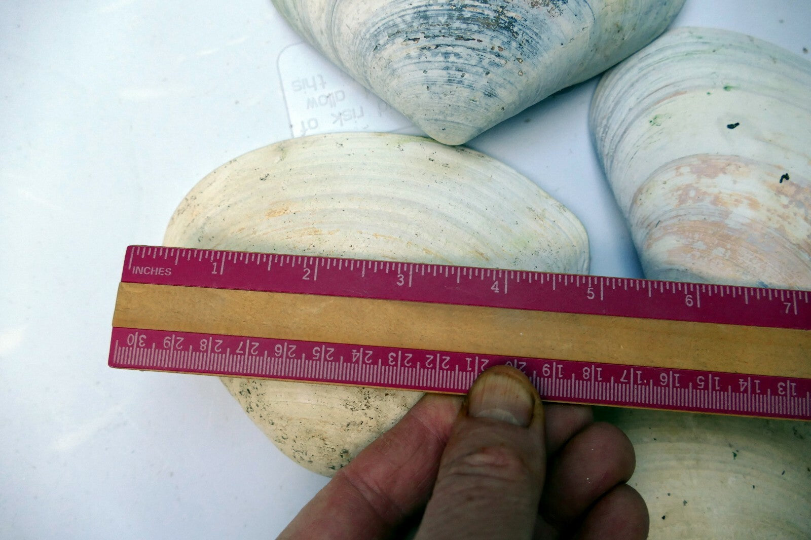 Clam Shell 4"x5" Seashell from Ocean large sea beach aquarium decor 