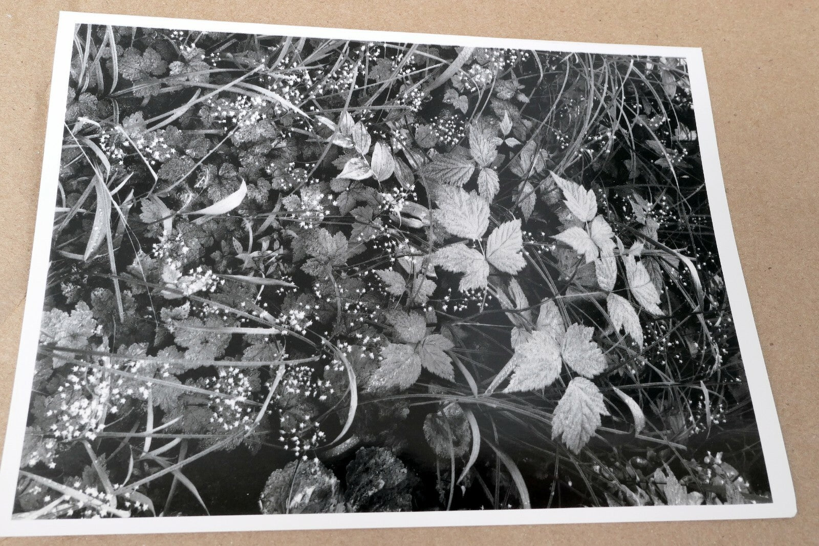 Trailside Juneau Alaska Photograph by Ansel Adams 1948 Greeting Card A-051-95